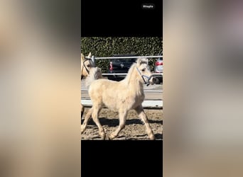 Sonstige Rassen, Hengst, Fohlen (01/2026), 100 cm, Palomino