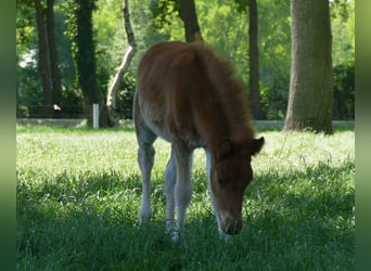 Sonstige Rassen, Hengst, , 140 cm, Fuchs