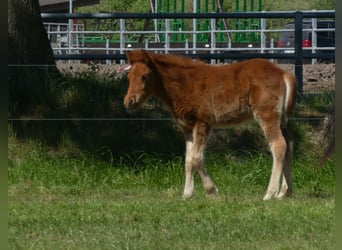 Sonstige Rassen, Hengst, , 140 cm, Fuchs
