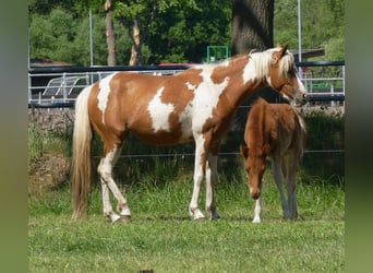 Sonstige Rassen, Hengst, , 140 cm, Fuchs