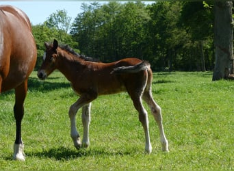 Sonstige Rassen, Hengst, Fohlen (04/2026), 145 cm, Brauner