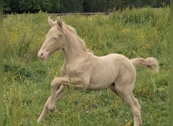 Sonstige Rassen, Hengst, Fohlen (05/2026), 155 cm, Champagne