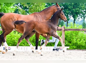 Sonstige Rassen, Hengst, , Brauner
