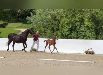 Sonstige Rassen, Hengst, Fohlen (04/2024), Brauner