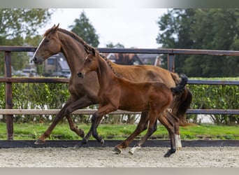 Sonstige Rassen, Hengst, Fohlen (04/2025), Brauner