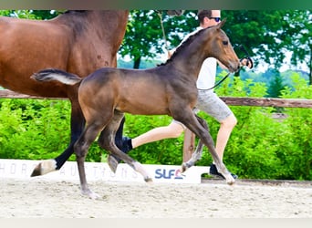 Sonstige Rassen, Hengst, , Dunkelbrauner