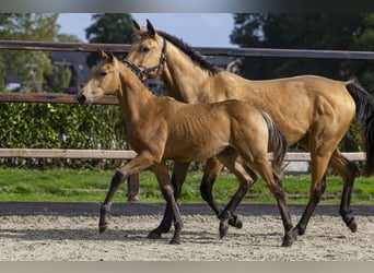 Sonstige Rassen, Hengst, Fohlen (04/2025), Falbe