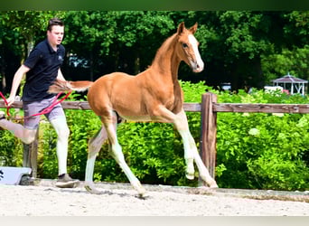 Sonstige Rassen, Hengst, , Fuchs