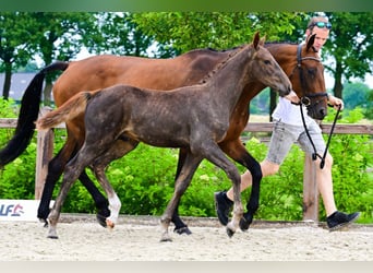 Sonstige Rassen, Hengst, , Fuchs