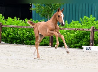 Sonstige Rassen, Hengst, , Fuchs