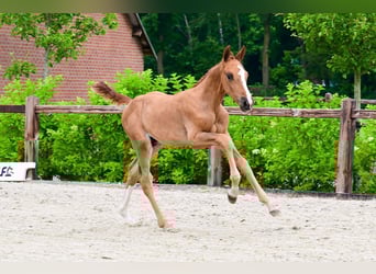 Sonstige Rassen, Hengst, , Fuchs