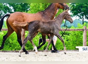 Sonstige Rassen, Hengst, , Fuchs
