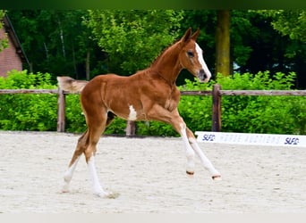 Sonstige Rassen, Hengst, 