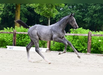 Sonstige Rassen, Hengst, 