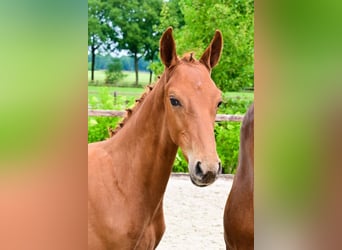 Sonstige Rassen, Hengst, 