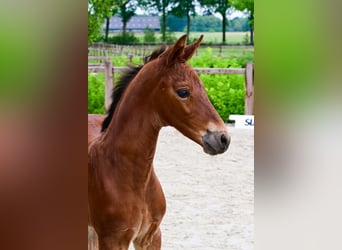 Sonstige Rassen, Hengst, 