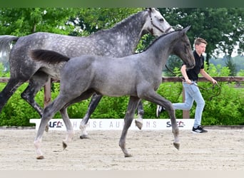 Sonstige Rassen, Hengst, 