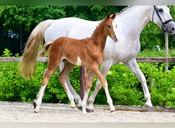 Sonstige Rassen, Hengst, 