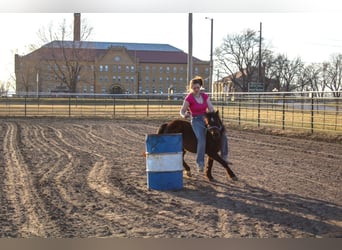 Sonstige Rassen, Stute, 10 Jahre, 102 cm, Dunkelbrauner