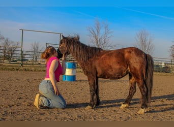 Sonstige Rassen, Stute, 10 Jahre, 102 cm, Dunkelbrauner