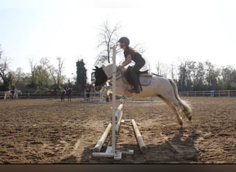 Sonstige Rassen, Stute, 10 Jahre, 110 cm, Schimmel