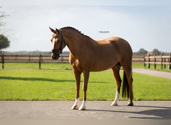 Sonstige Rassen, Stute, 10 Jahre, 144 cm