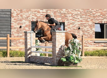 Sonstige Rassen, Stute, 10 Jahre, 144 cm