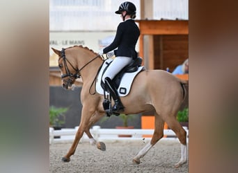 Sonstige Rassen, Stute, 10 Jahre, 147 cm, Dunkelfuchs