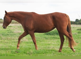 Sonstige Rassen, Stute, 10 Jahre, 150 cm, Fuchs