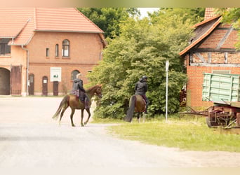 Sonstige Rassen, Stute, 10 Jahre, 154 cm, Fuchs