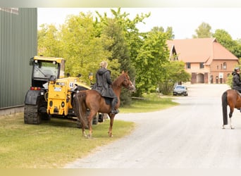 Sonstige Rassen, Stute, 10 Jahre, 154 cm, Fuchs