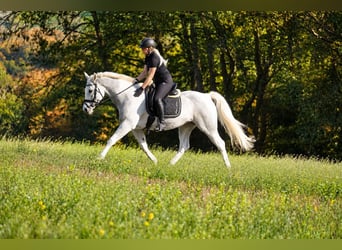 Sonstige Rassen, Stute, 10 Jahre, 155 cm, Schecke