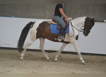 Sonstige Rassen, Stute, 10 Jahre, 155 cm, Schecke