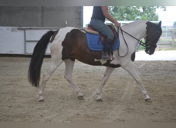 Sonstige Rassen, Stute, 10 Jahre, 155 cm, Schecke