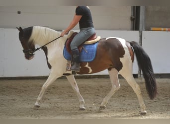 Sonstige Rassen, Stute, 10 Jahre, 155 cm, Schecke