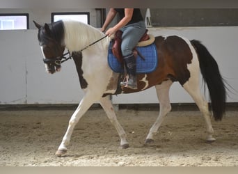 Sonstige Rassen, Stute, 10 Jahre, 155 cm, Schecke