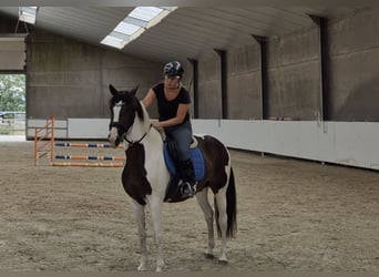 Sonstige Rassen, Stute, 10 Jahre, 155 cm, Schecke
