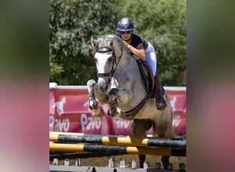Sonstige Rassen, Stute, 10 Jahre, 157 cm, Schimmel