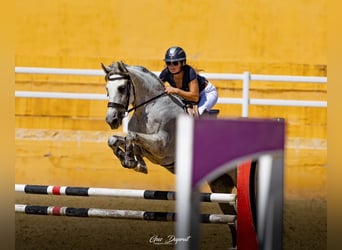 Sonstige Rassen, Stute, 10 Jahre, 157 cm, Schimmel