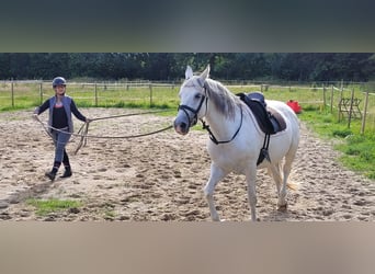 Sonstige Rassen, Stute, 10 Jahre, 158 cm, Apfelschimmel