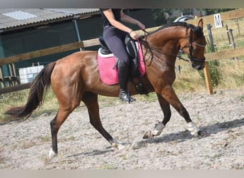 Sonstige Rassen, Stute, 10 Jahre, 160 cm, Brauner