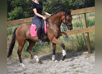 Sonstige Rassen, Stute, 10 Jahre, 160 cm, Brauner
