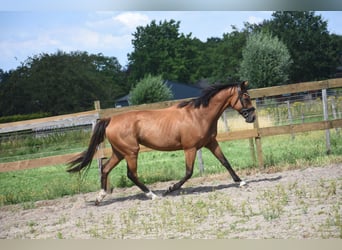Sonstige Rassen, Stute, 10 Jahre, 160 cm, Brauner