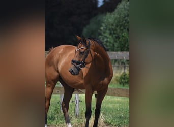 Sonstige Rassen, Stute, 10 Jahre, 160 cm, Brauner