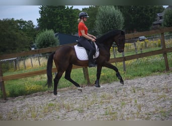 Sonstige Rassen, Stute, 10 Jahre, 160 cm