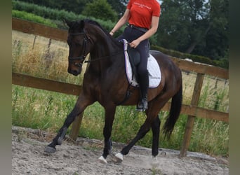 Sonstige Rassen, Stute, 10 Jahre, 160 cm