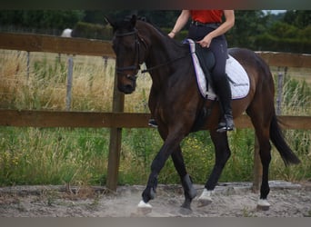 Sonstige Rassen, Stute, 10 Jahre, 160 cm