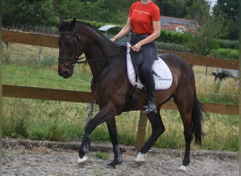Sonstige Rassen, Stute, 10 Jahre, 160 cm