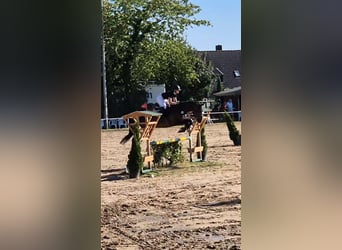 Sonstige Rassen, Stute, 10 Jahre, 160 cm, Dunkelbrauner