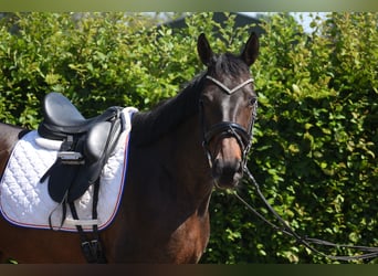 Sonstige Rassen, Stute, 10 Jahre, 160 cm